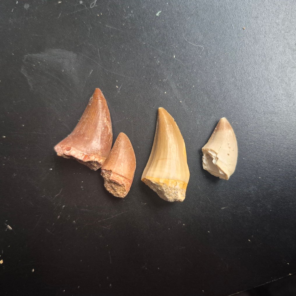 Mosasaur - Fossil tooth - Unieke mosasaurus tanden van Groot naar Klein - 12 cm - 12 cm  (No reserve price) #4.3