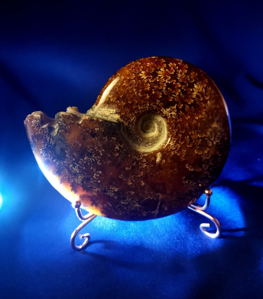 Ammonit - Tierfossil - Jurassic AA Ammonit Kopffüsser 400 g 11,8 x 9,4cm wundervolles Stück mit bestens erhaltenen Loben!  (Ohne mindestpreis) #1.0