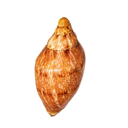 Walzenschnecke - Ennexa Volute ===> orange top condition!! Taxidermy wall mount - Cymbiola ennexa - 12.1 cm - 0 mm - 0 mm - Non-CITES species - 1 #1.0