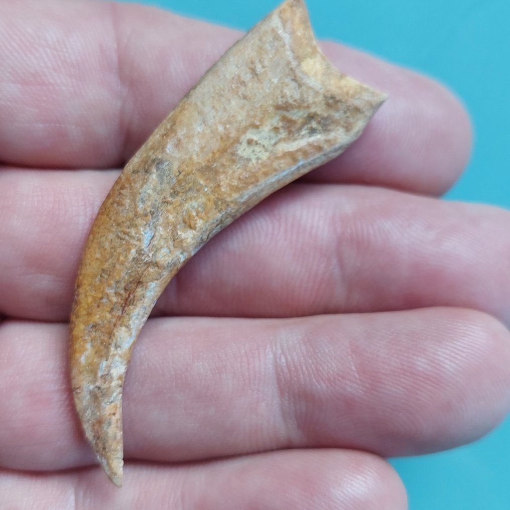 Σπινόσαυρος - Απολιθωμένο νύχι - 65 mm - 18 mm #1.0