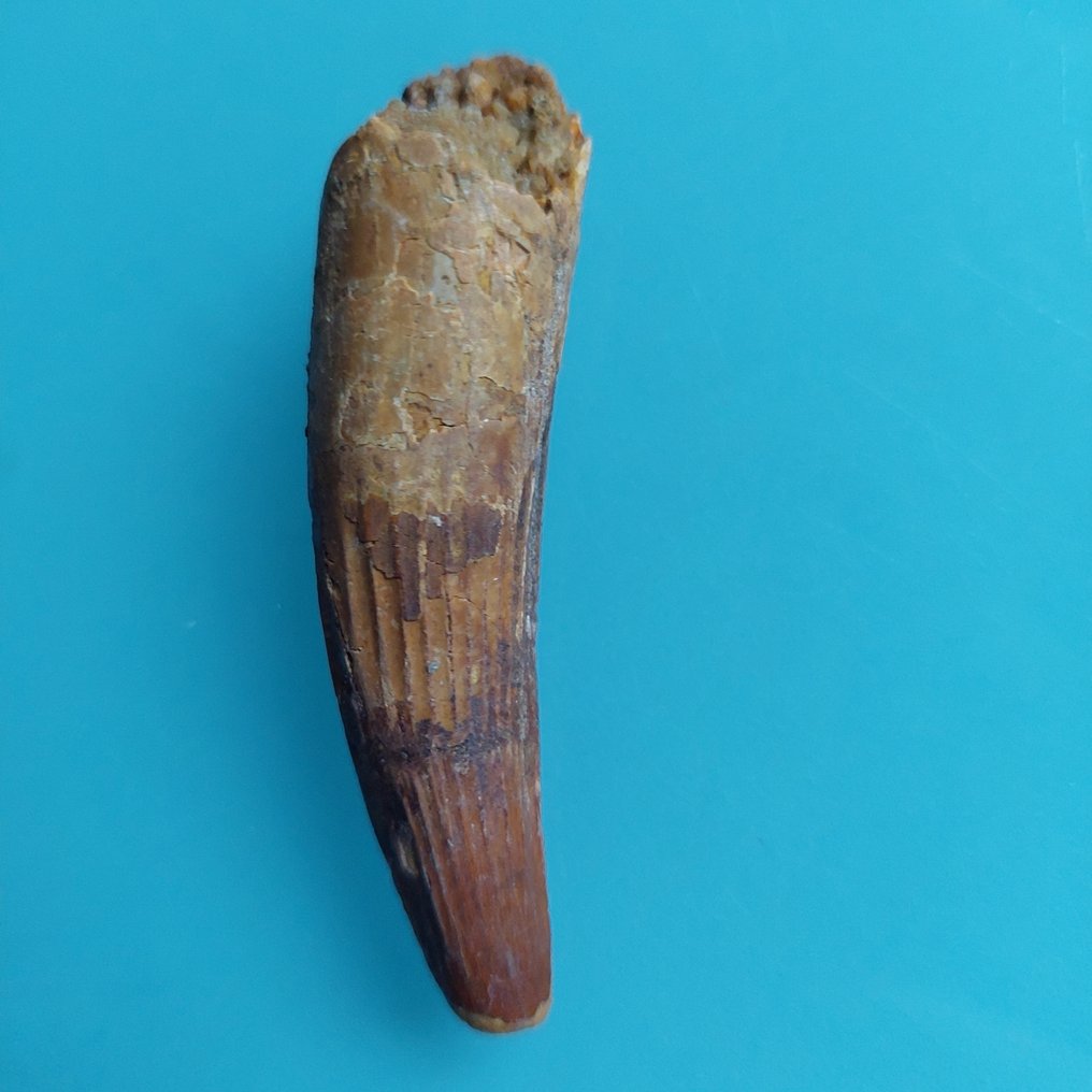 Dinosaur - Fossil tooth - Spinosaurus aegyptiacus - 77 mm - 18 mm (No reserve price) #1.0