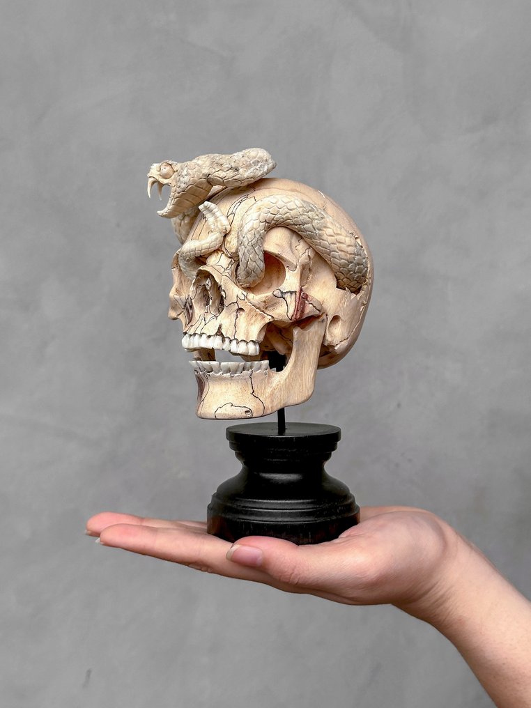 NO RESERVE PRICE - Tamarind Wooden Skull with Carved Snake from Deer Antler - Σκάλισμα, Tamarind Wooden Skull with Carved Snake from Deer Antler - 18 cm - Tamarindus - 2025 #1.0