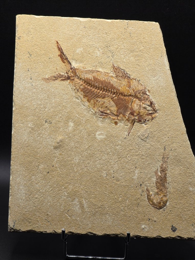 動物化石 - Shrimps/fish - 18 cm #3.2