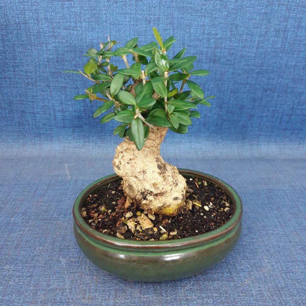Juniper bonsai (Juniperus) - 高度 (樹): 14 cm - 深度 (樹): 12 cm - 西班牙 #1.0