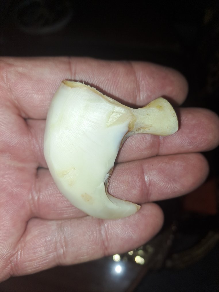 Αφρικαντικό νύχι λιονταριού Οστό - Panthera leo - 51 mm - 55 mm - 14 mm- Παράρτημα ΙΙ του  CITES - Παράρτημα Β στην ΕΕ -  (1) #1.0