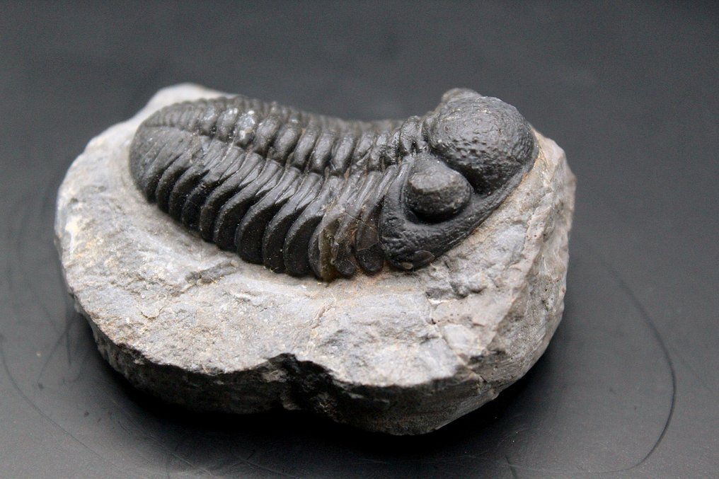 Trilobite - Fossil matrise - PHACOPS sp. (Ingen reservasjonspris) #4.3