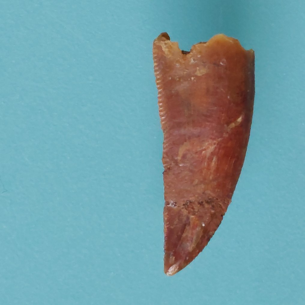 Dinosaur - Fossil tooth - Abelisaurus - 23 mm - 10 mm  (No reserve price) #1.0