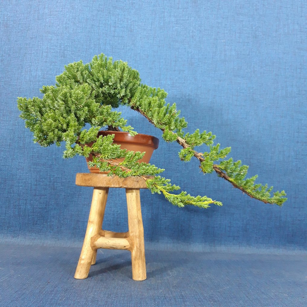 Juniper bonsai (Juniperus) - 高度 (樹): 14 cm - 深度 (樹): 43 cm - 西班牙 #4.3