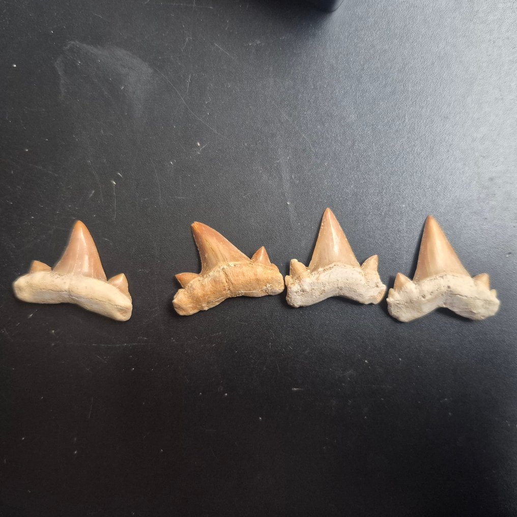 Otodus - Dinte fosilă - Mooie collectie fossiele tanden - Otodus Obliqus Haai - 11 cm - 11 cm  (Fără preț de rezervă) #4.3