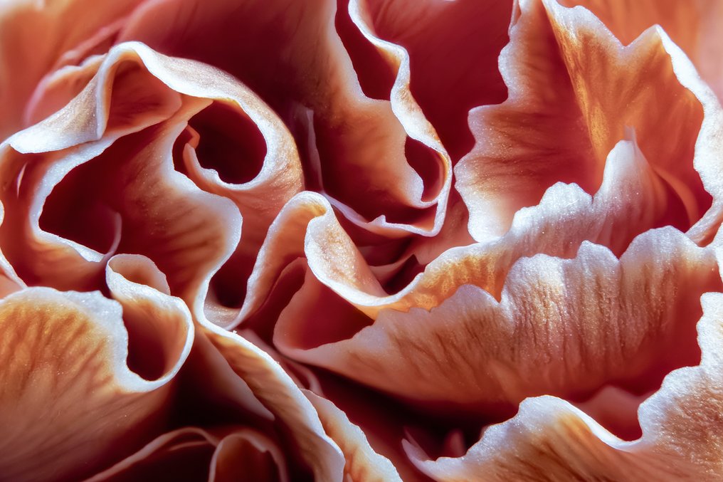 Inna Etuvgi - Waves of Carnation #1.0