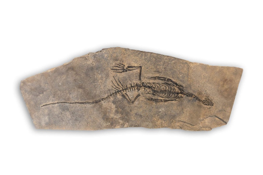 Reptile marin - Squelette fossile - Claudiosaurus germaini - 31 cm - 86 cm #1.0