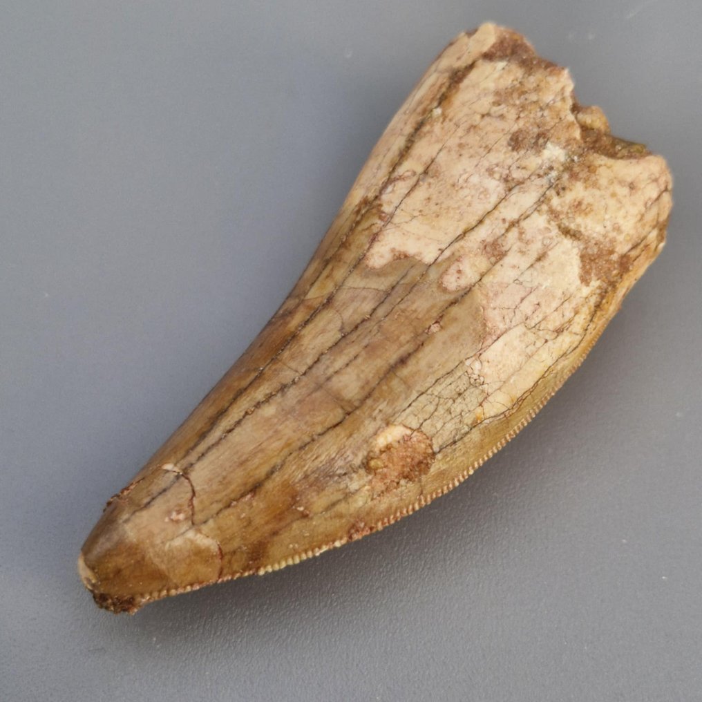 Grande dinosauro - Dente fossile - Carcharodontosaurus saharicus - 6.4 cm - 2.7 cm (Senza prezzo di riserva) #1.0