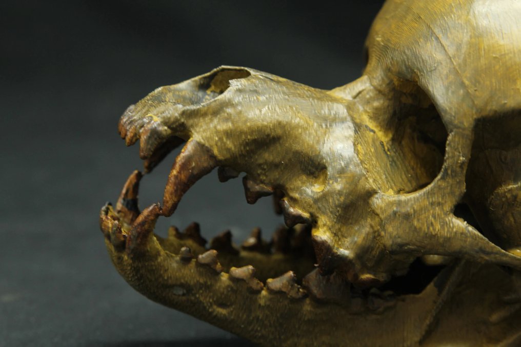 Schelet de vârcolac Craniu - - - 13 cm - 10 cm - 20 cm #3.2