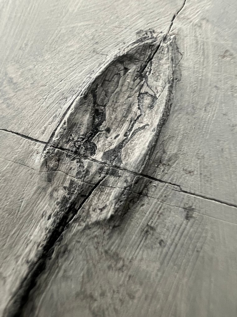 Marine reptile - Fossilised animal - Keichousaurus s - 12.2 cm - 8.5 cm  (No reserve price) #3.2