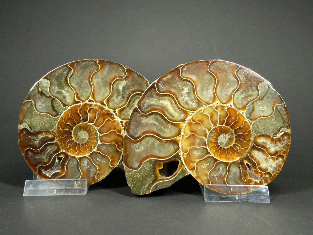 Ammonite - Fosszilizálódott állat - Aioloceras (Cleoniceras) sp. - 11.5 cm (Nincs minimálár) #2.1