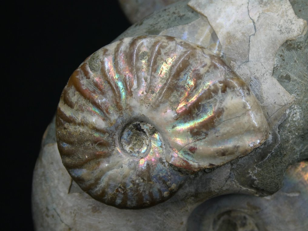 Ammonite - Fossilised animal - Aioloceras (Cleoniceras) sp. - 14 cm (No reserve price) #4.3