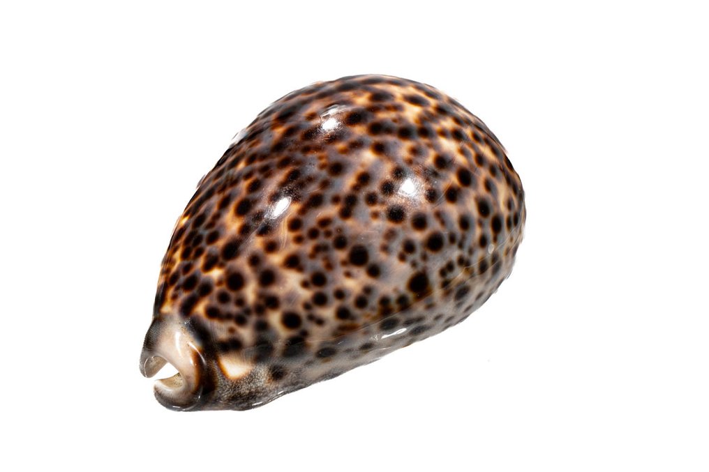 Όμορφο κοχύλι της θάλασσας Τίγρης κοχύλι Σκελετός - Cypraea tigris - 0 cm - 0 cm - 102 mm- Είδη που δεν ανήκουν στο CITES -  (1) #4.3