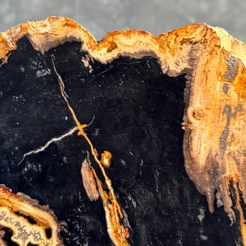 Εντυπωτικό κομμάτι πετραγωμένης ξυλείας σε προσαρμοσμένη βάση. - Απολιθωμένο ξύλο  (χωρίς τιμή ασφαλείας) #4.3