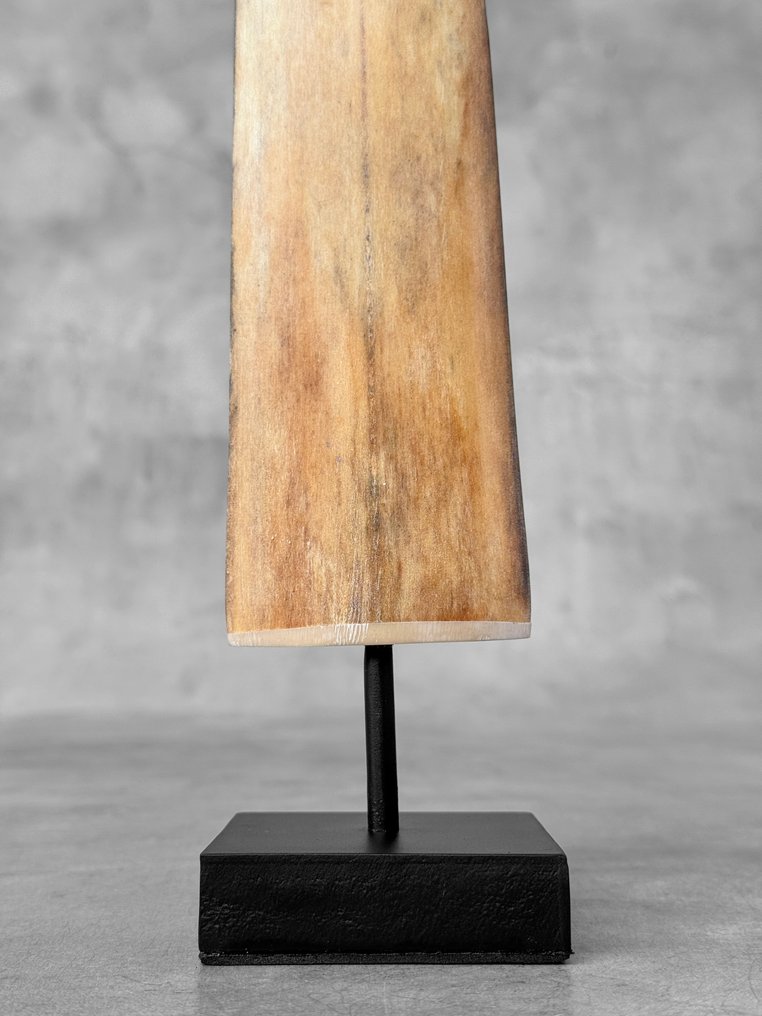 Ingen minstepris - Et stort sverdfiskrostrum montert på spesiallaget pedestal. Rostrum på stativ - Xiphias Gladius - 74 cm - 7 cm - 7 cm- Ikke-CITES arter -  (1) #4.3