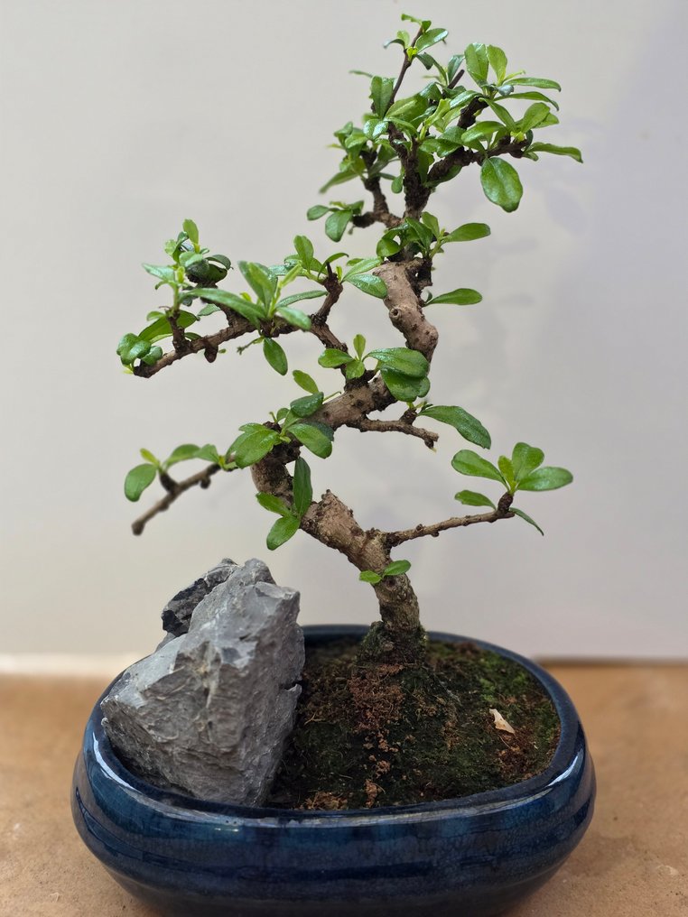Καρμόνα μπονσάι (Carmona retusa) - Ύψος (Δέντρο): 25 cm - Βάθος (Δέντρο): 7 cm - Φιλιππίνες #1.0