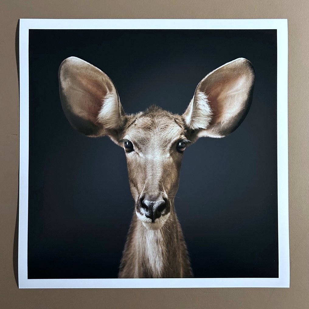 Ralph Hargarten - Kudu #1.0