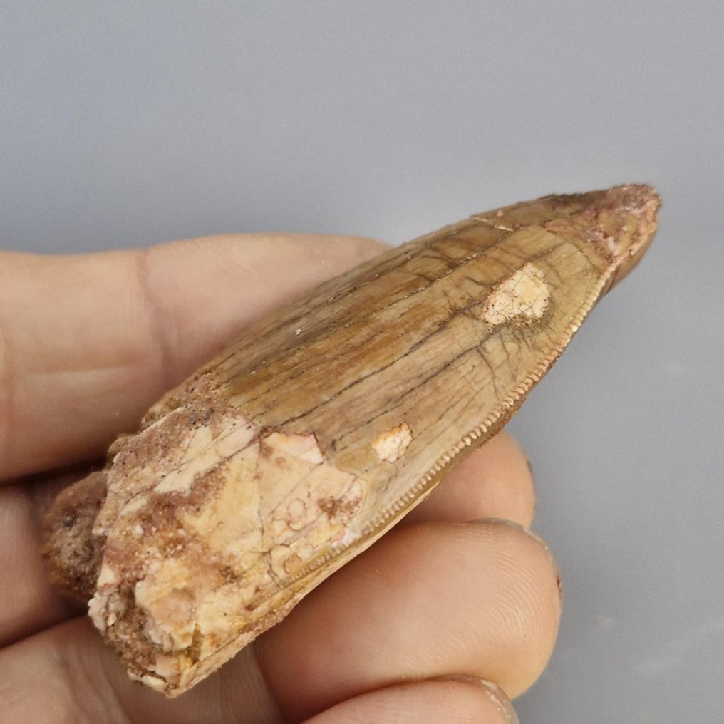 Grande dinosauro - Dente fossile - Carcharodontosaurus saharicus - 6.4 cm - 2.7 cm (Senza prezzo di riserva) #4.3