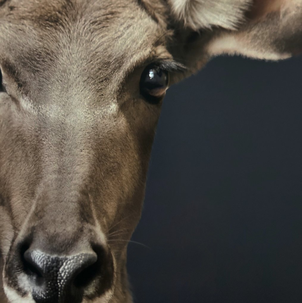 Ralph Hargarten - Kudu #2.1