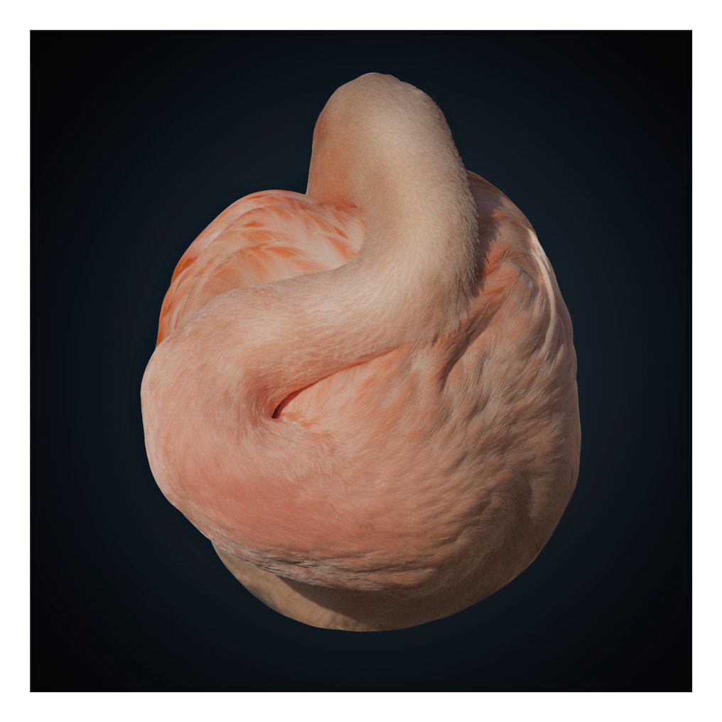 Ralph Hargarten - Flamingo #1.0