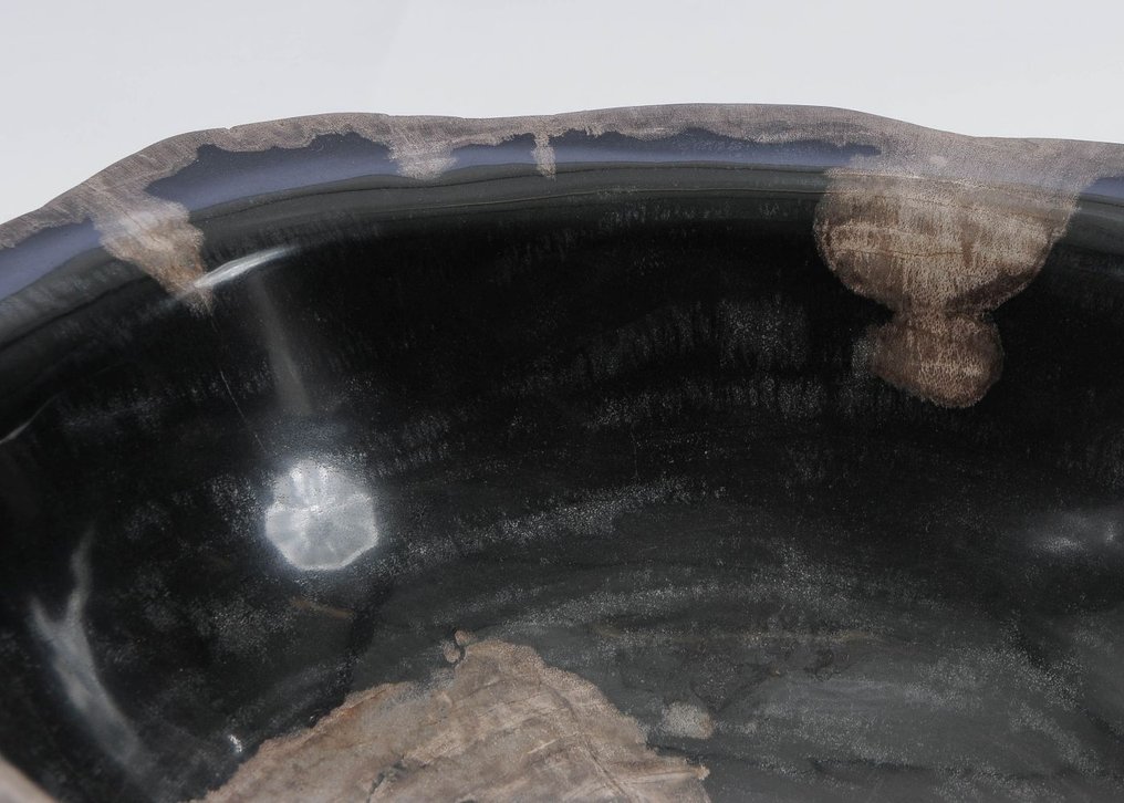 Bois pétrifié - Bois fossilisé - 12 cm - 34 cm #2.1