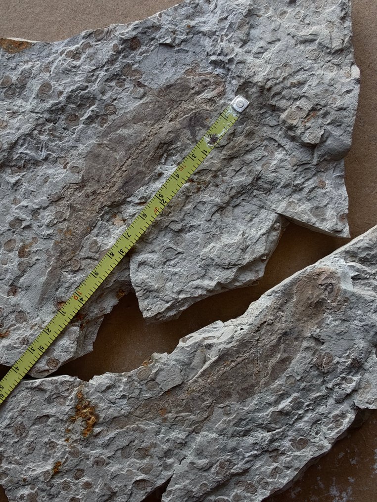 Sjeldent 125 millioner år gammelt salamanderfossil med hud. - Fossilt skjelett #3.2