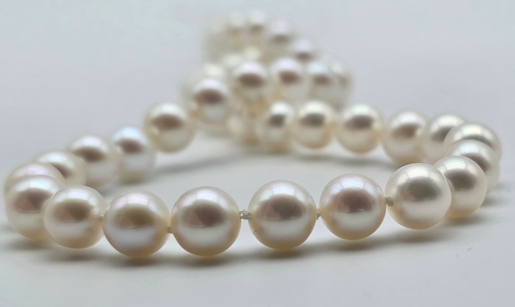 没有保留价 - 项链 - 18K包金 黄金 珍珠 - 阿科雅珍珠直径为6.7至7.1毫米 #3.2