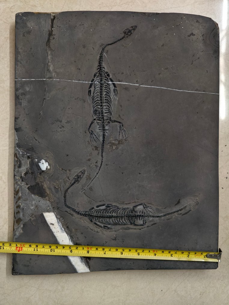 Stor størrelse dobbelt Keichousaurus fossilskelet. - Fossilt skelet #4.3