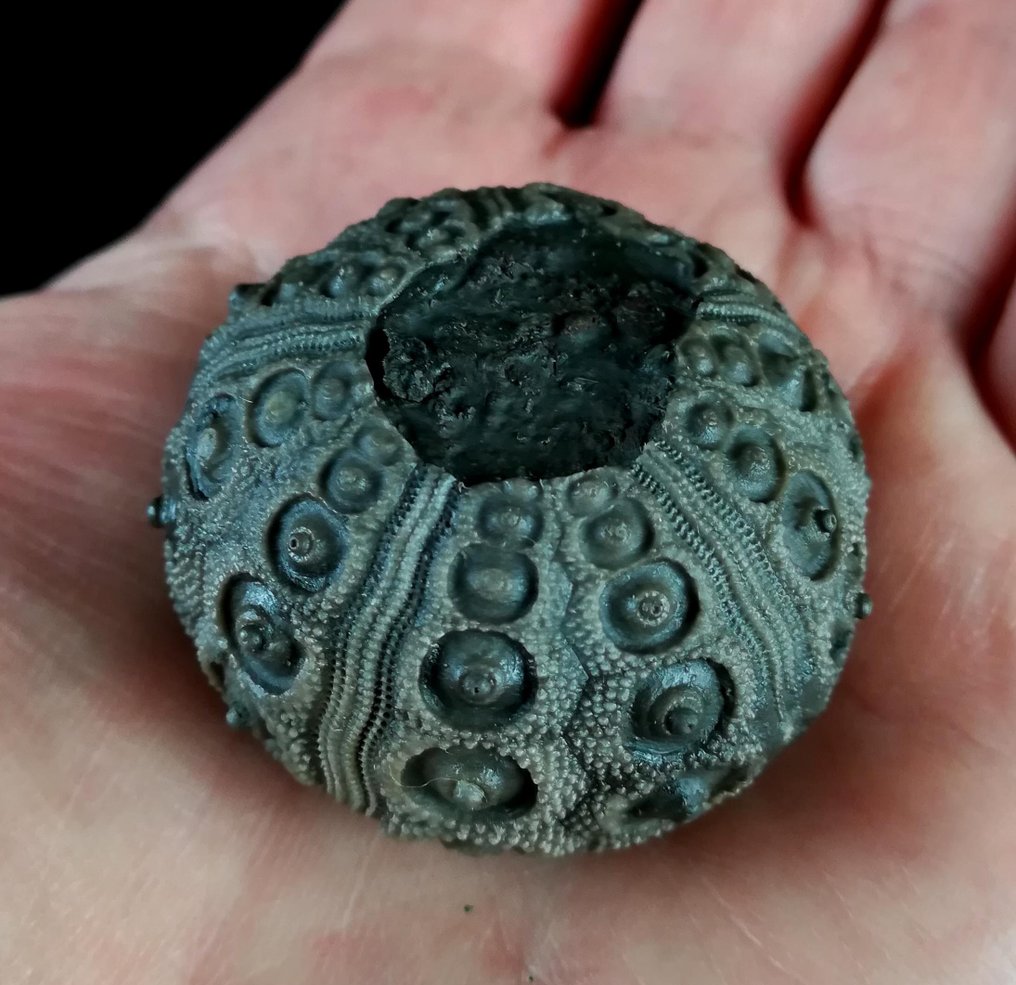 Impressive sea urchin! — Exceptional size for this species, 39 mm! - Fossilised animal - Abelleicidaris saemanni (Cotteau, 1857) - 39 mm - 39 mm (No reserve price) #1.0