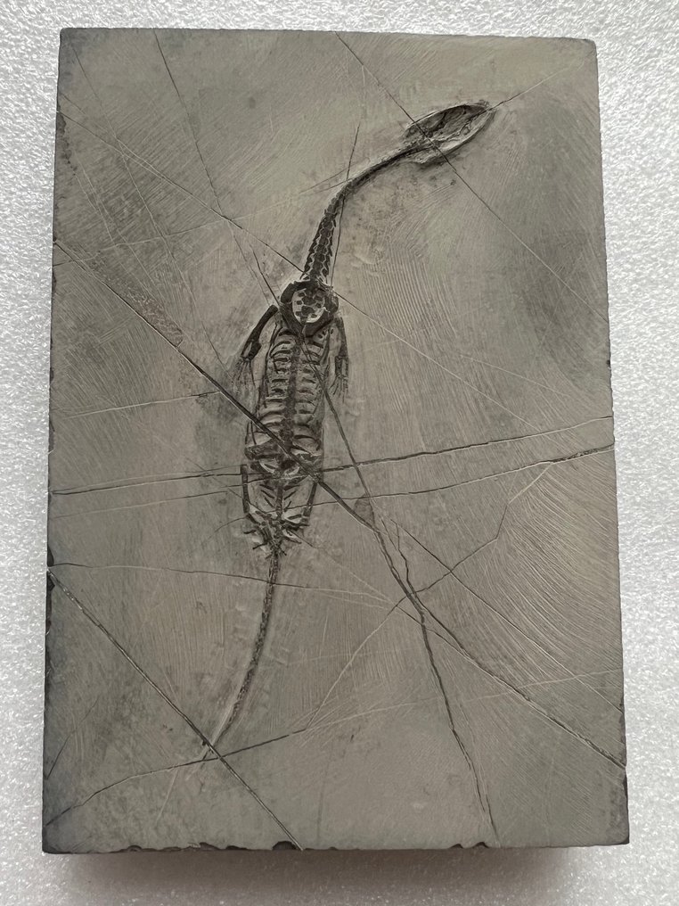 Marine reptile - Fossilised animal - Keichousaurus s - 12.2 cm - 8.5 cm  (No reserve price) #1.0