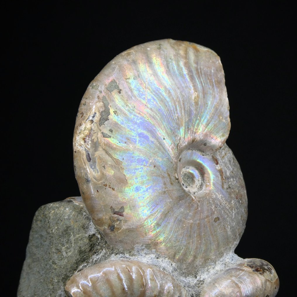 Ammonite - Fossilised animal - Aioloceras (Cleoniceras) sp. - 14 cm (No reserve price) #2.1