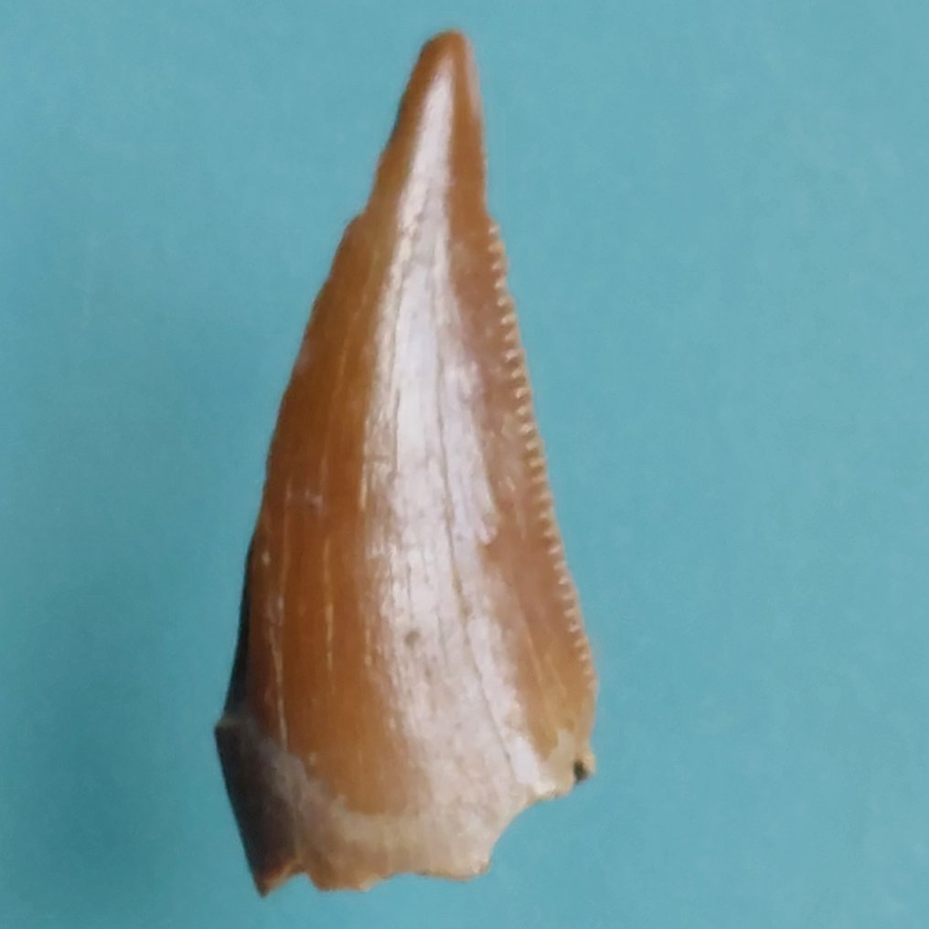 Dinosaur - Fossil tann - Abelisaurus - 21 mm - 9 mm  (Ingen reservasjonspris) #1.0