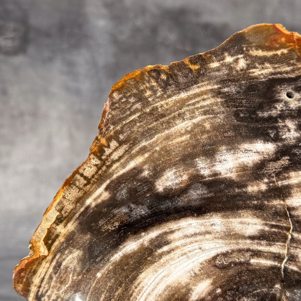令人惊叹的化石木片，放置在定制底座上。 - 化石木材  (沒有保留價) #4.3