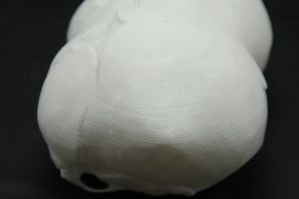 复制品：新生儿连体颅骨 頭骨 - - - 12 cm - 10 cm - 17 cm #2.1