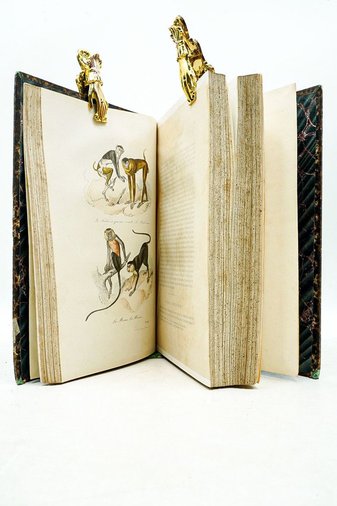 Buffon & M. Flourens - Œuvres de Buffon : Les singes, Additions aux quadrupèdes - 1855 #1.0