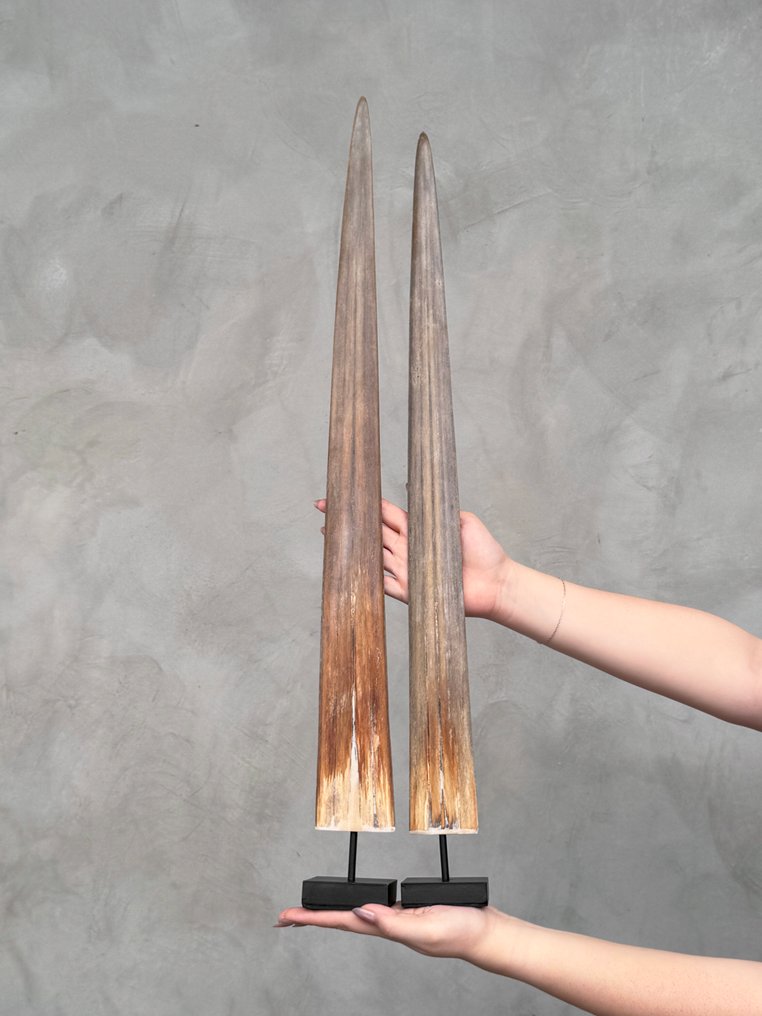 Χωρίς ελάχιστη τιμή - Εκπληκτικό ζεύγος μεγάλων ρύγχων ξιφία σε βάθρα προσαρμοσμένης εφαρμογής. Ρύγχος σε βάση - Xiphias Gladius - 73 cm - 7 cm - 7 cm- Είδη που δεν ανήκουν στο CITES - (2) #3.2