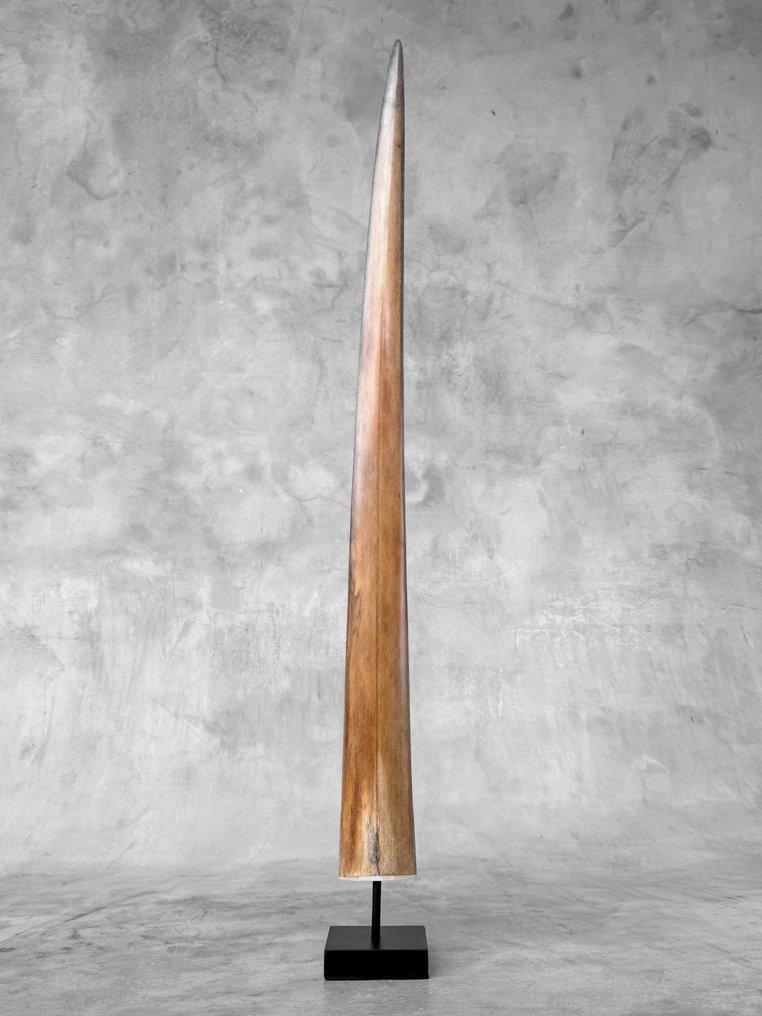 无底价 - 装置在定制底座上的剑鱼獠牙 支架上的吻突 - Xiphias Gladius - 77 cm - 7 cm - 7 cm- 非《濒危物种公约》物种 -  (1) #3.2