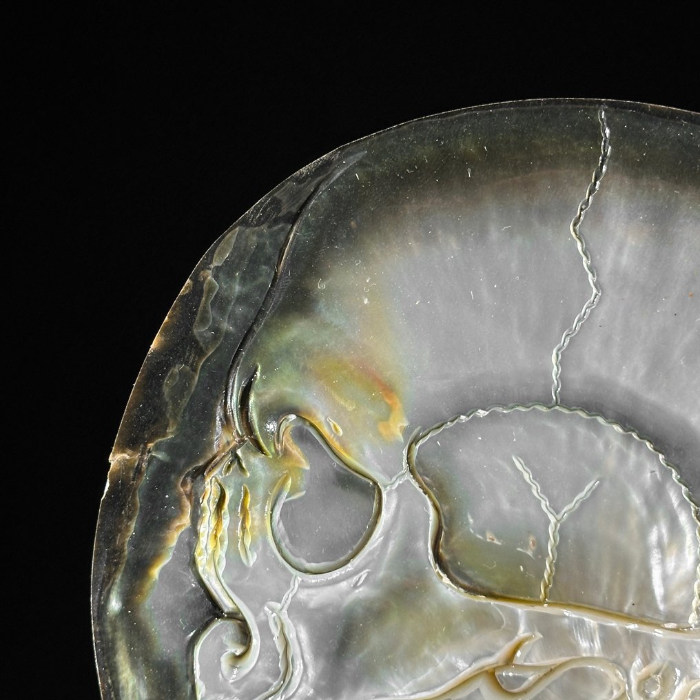 精细雕刻的珍珠贝壳——人类骷髅图案 貝殼 - Pinctada Maxima  (沒有保留價) #3.2