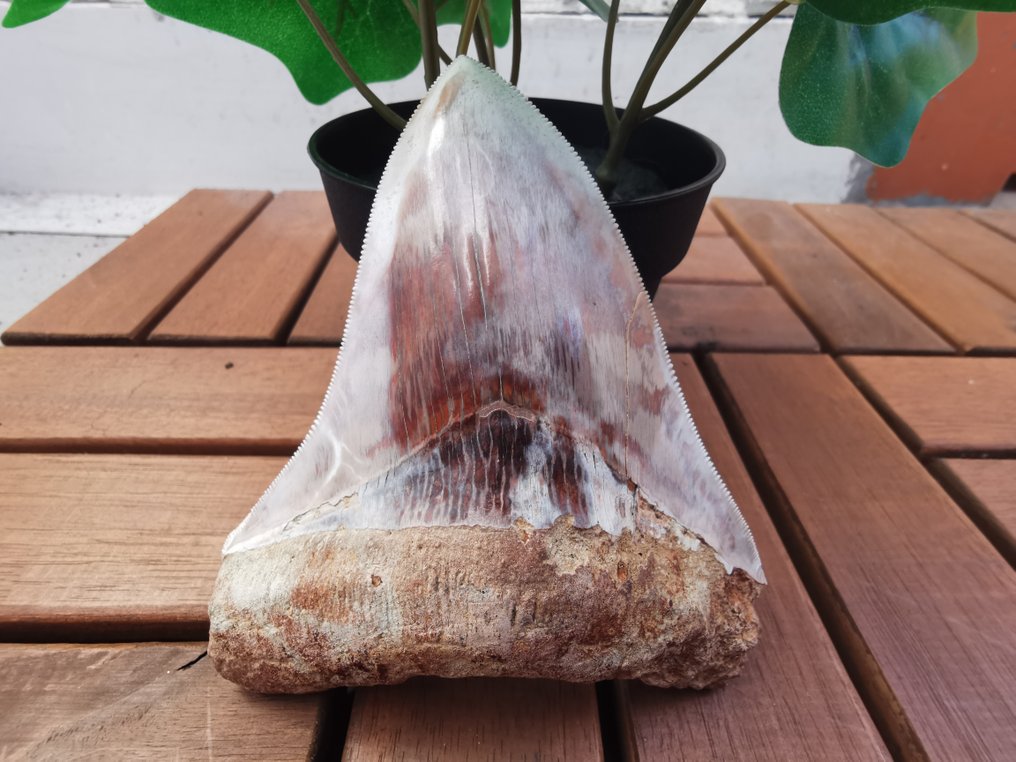 巨牙鯊 - 牙齒化石 - 11.5 cm  (沒有保留價) #1.0