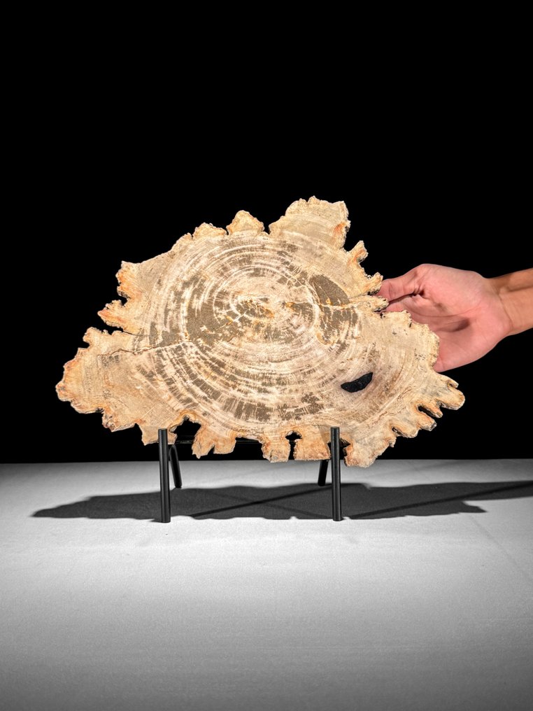 Ένα εντυπωσιακό κομμάτι πετρωμένου ξύλου σε μια προσαρμοσμένη βάση. - Απολιθωμένο ξύλο - 29.2 cm - 35 cm  (χωρίς τιμή ασφαλείας) #1.0