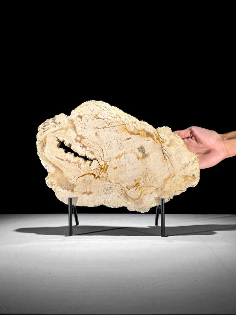 Υπέροχη φέτα πετρωμένου ξύλου σε μια εξατομικευμένη βάση - Απολιθωμένο ξύλο - 28.8 cm - 35 cm  (χωρίς τιμή ασφαλείας) #1.0