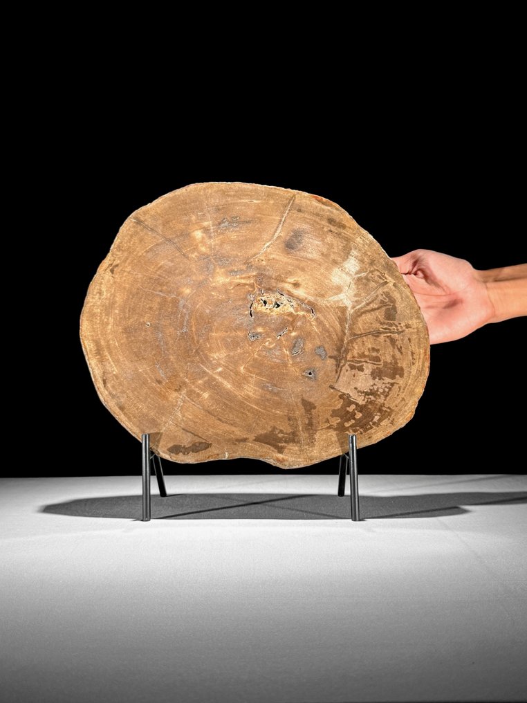 令人惊叹的巨大化石木片，放置在定制底座上 - 化石木材  (沒有保留價) #1.0
