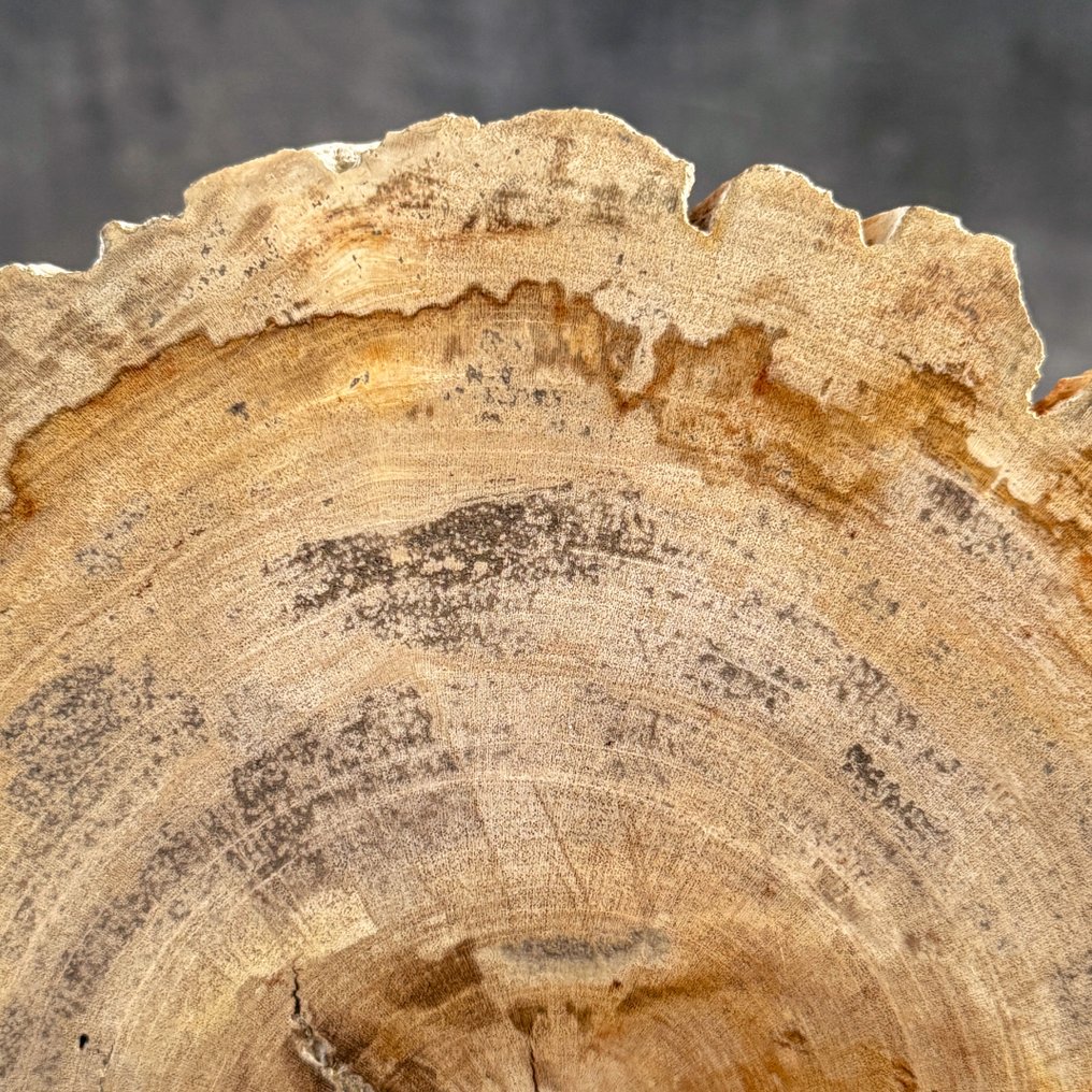 令人惊叹的化石木片，放置在定制底座上。 - 化石木材 - 24.2 cm - 24 cm  (没有保留价) #4.3