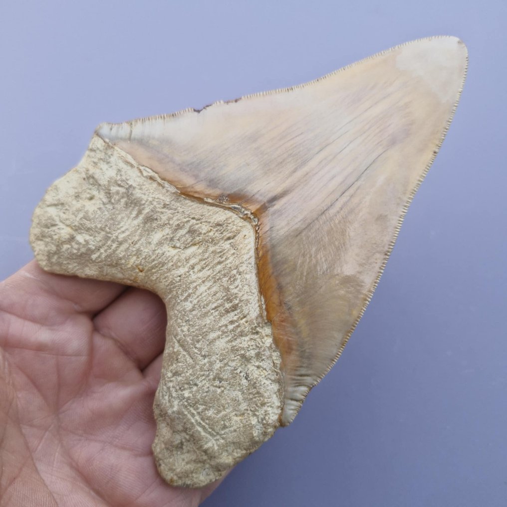 Grande squalo Megalodon naturale - Dente fossile - megaselachus megalodon - 133 mm - 92 mm #1.0