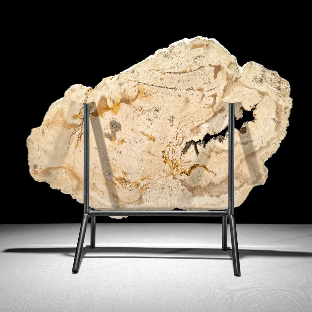 Υπέροχη φέτα πετρωμένου ξύλου σε μια εξατομικευμένη βάση - Απολιθωμένο ξύλο - 28.8 cm - 35 cm  (χωρίς τιμή ασφαλείας) #1.0