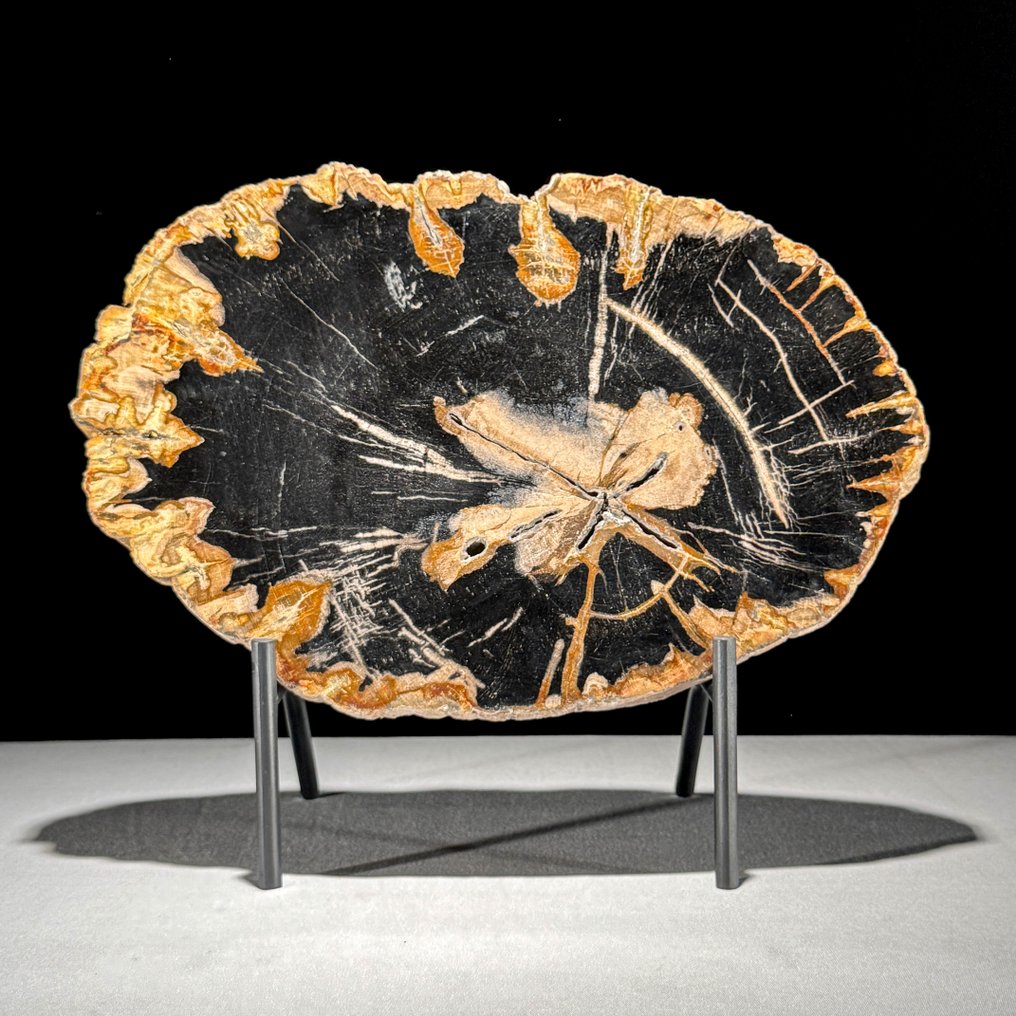 令人惊叹的化石木片，放置在定制底座上。 - 化石木材  (没有保留价) #2.1